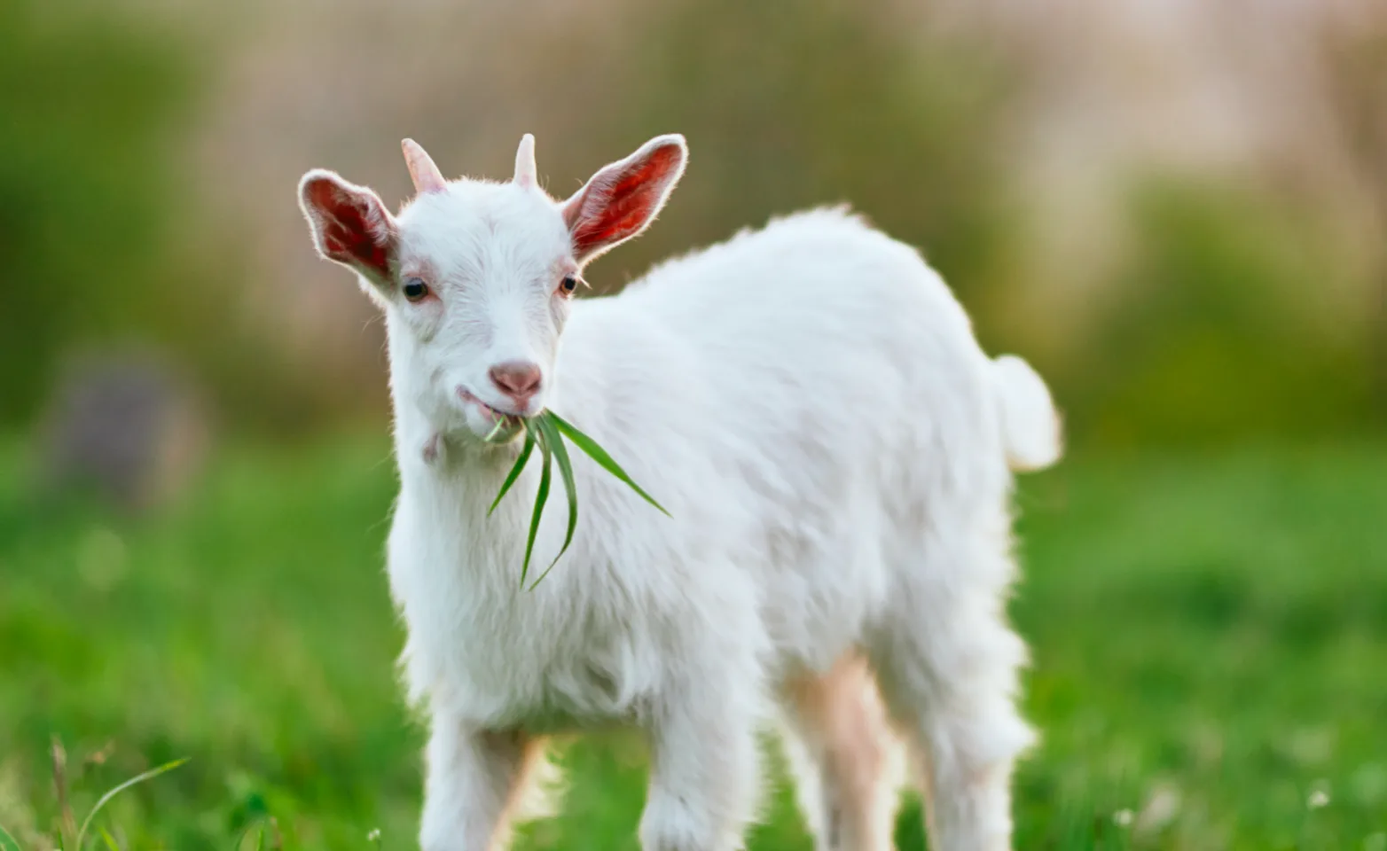 Goat eating grass while sitting in grass